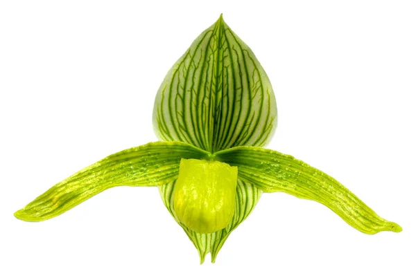 Цветы Зелёные Белые Орхидея Рода Paphiopedilum Крупный План Изолированного Красивого — стоковое фото