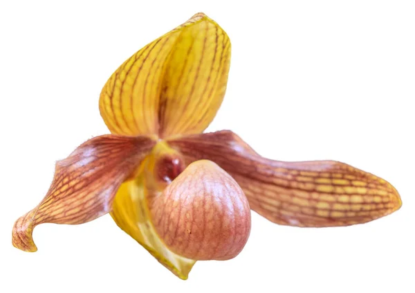 Los Colores Las Flores Son Amarillo Marrón Orquídea Del Género — Foto de Stock