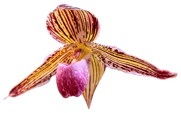 花的颜色是粉红色 黄色和褐色 一种番石榴属的兰花 孤立美丽植物的特写 — 图库照片