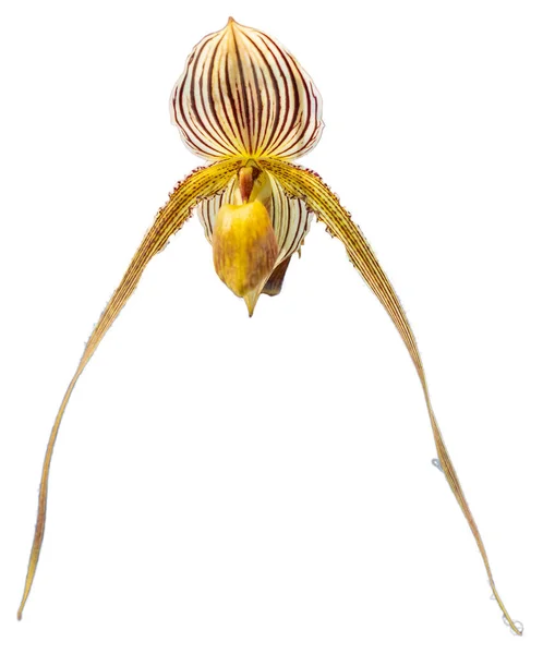 Çiçek renkleri sarı, beyaz ve kahverengidir. Paphiopedilum cinsinin bir orkidesi. İzole edilmiş güzel bitkilere yakın çekim.
