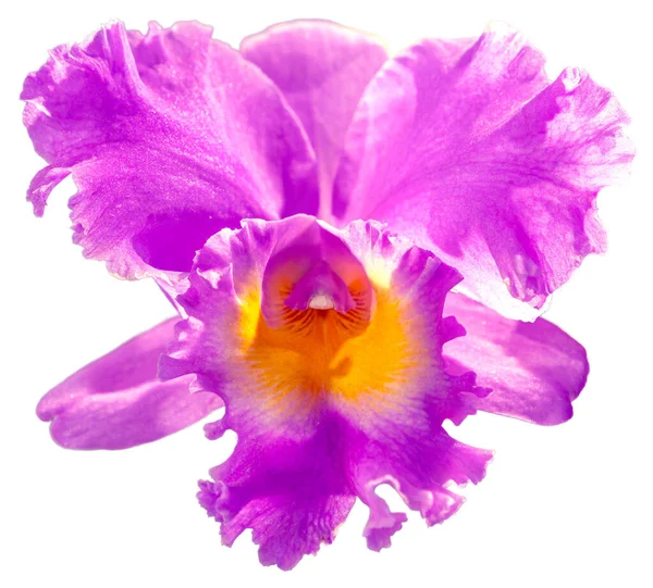 Die Blütenfarben Sind Rosa Gelb Und Lila Eine Orchidee Der — Stockfoto