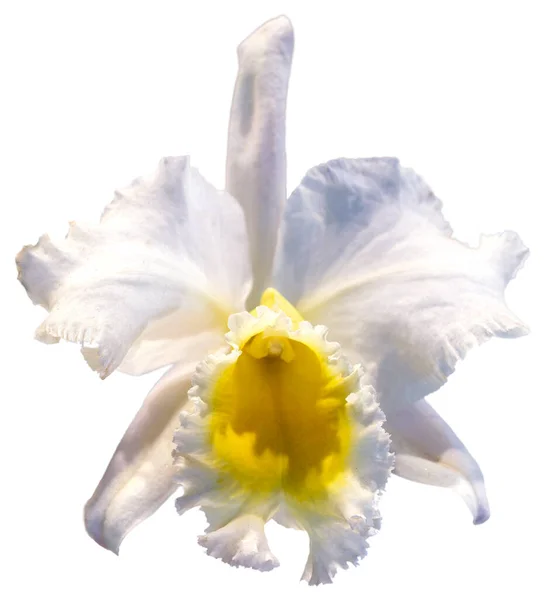 花的颜色是白色和黄色的 兰花一种兰花属的兰花孤立美丽植物的特写 — 图库照片