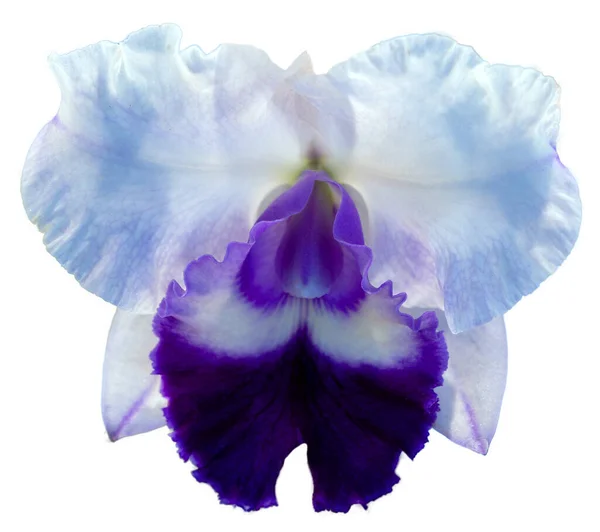 花色は白と紫です カトレヤ属の蘭です 隔離された美しい植物のクローズアップ — ストック写真