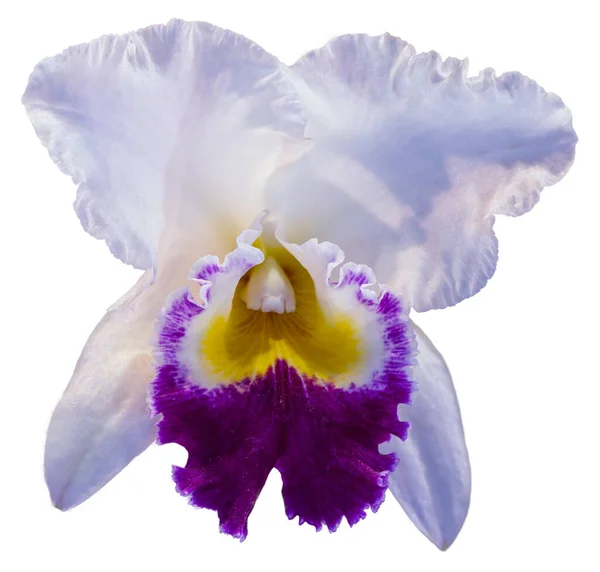 花的颜色是白色 黄色和紫色 兰花一种兰花属的兰花孤立美丽植物的特写 — 图库照片