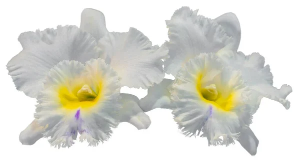 花的颜色是白色 黄色和紫色 兰花一种兰花属的兰花孤立美丽植物的特写 — 图库照片