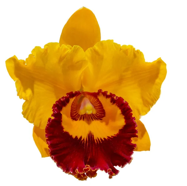 花的颜色是黄色和褐色的 兰花一种兰花属的兰花孤立美丽植物的特写 — 图库照片