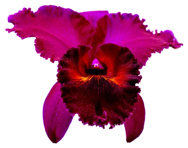 Die Blütenfarben Sind Rosa Gelb Und Lila Eine Orchidee Der — Stockfoto