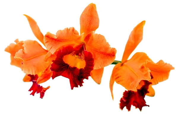 花的颜色是橙色和褐色的 兰花一种兰花属的兰花孤立美丽植物的特写 — 图库照片