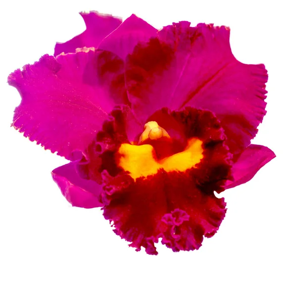 花的颜色是粉红色 黄色和紫色 兰花一种兰花属的兰花孤立美丽植物的特写 — 图库照片