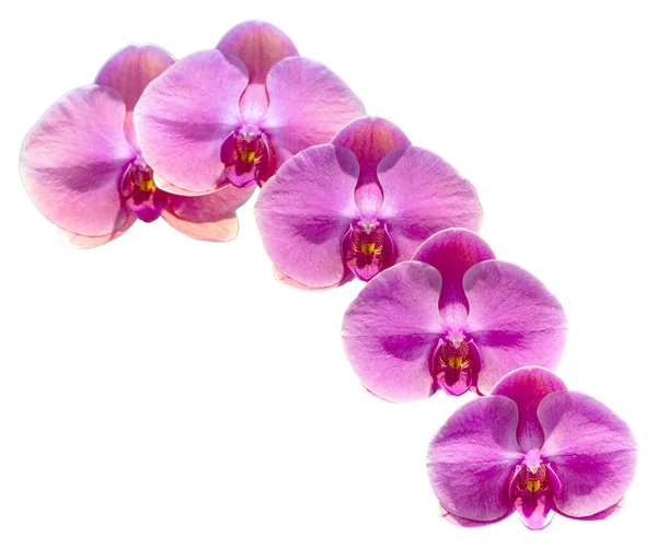花的颜色是粉红色 黄色和白色 兰花一种兰花属的兰花孤立美丽植物的特写 — 图库照片