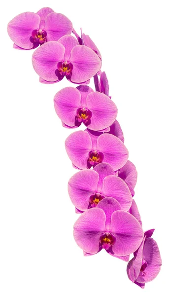 Blommor Rger Rosa Gul Och Vit Orkidé Släktet Phalaenopsis Närbild — Stockfoto