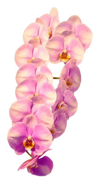 Çiçek Renkleri Pembe Sarı Beyazdır Phalaenopsis Cinsinin Bir Orkidesi Zole — Stok fotoğraf