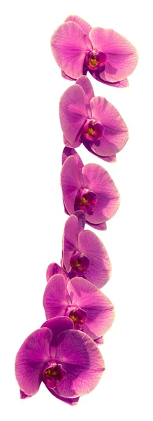 花的颜色是粉红色 黄色和白色 兰花一种兰花属的兰花孤立美丽植物的特写 — 图库照片