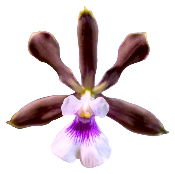 Die Blütenfarben Sind Weiß Lila Und Rot Eine Orchidee Der — Stockfoto