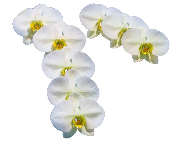 Çiçek Renkleri Beyaz Sarı Kahverengidir Phalaenopsis Cinsinin Bir Orkidesi Zole — Stok fotoğraf
