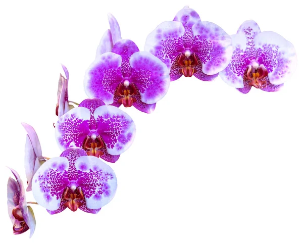 Çiçek Renkleri Pembe Mor Beyazdır Phalaenopsis Cinsinin Bir Orkidesi Zole — Stok fotoğraf