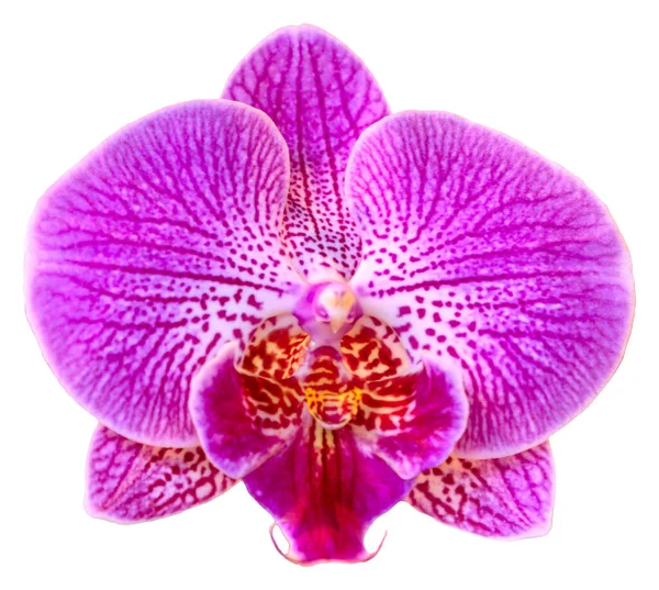 Çiçek Renkleri Pembe Mor Beyazdır Phalaenopsis Cinsinin Bir Orkidesi Zole — Stok fotoğraf