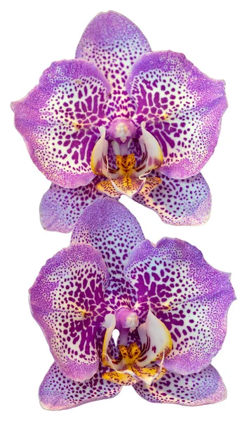 花的颜色是粉红色 紫色和白色 兰花一种兰花属的兰花孤立美丽植物的特写 — 图库照片