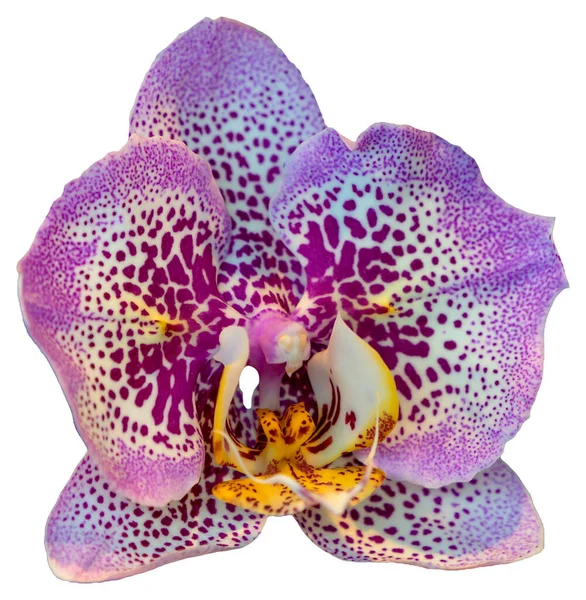 Blommans Färger Rosa Lila Och Vit Orkidé Släktet Phalaenopsis Närbild — Stockfoto