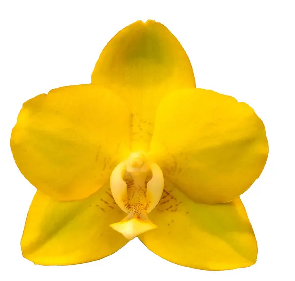 花的颜色是黄色和白色的 兰花一种兰花属的兰花孤立美丽植物的特写 — 图库照片