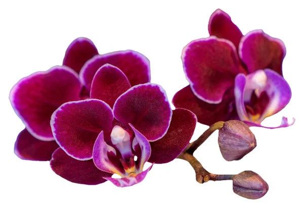 花的颜色是红色 紫色和白色 兰花一种兰花属的兰花孤立美丽植物的特写 — 图库照片