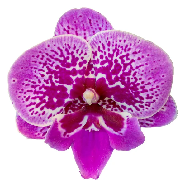 花的颜色是红色 紫色和白色 兰花一种兰花属的兰花孤立美丽植物的特写 — 图库照片