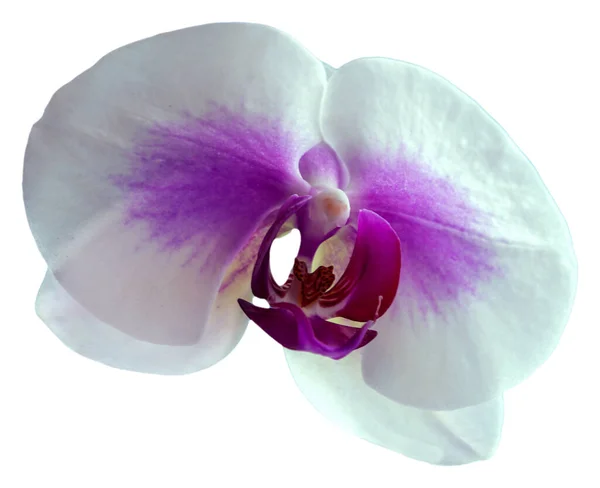 Çiçek Renkleri Mor Beyaz Sarıdır Phalaenopsis Cinsinin Bir Orkidesi Zole — Stok fotoğraf
