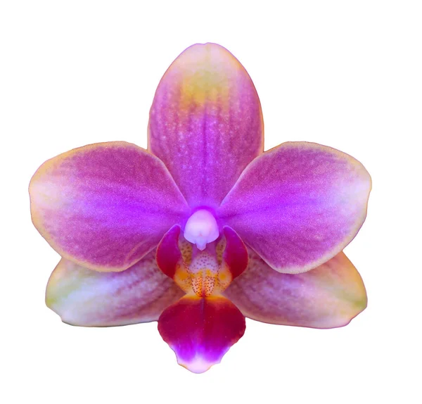 花的颜色是粉红色 紫色和黄色 兰花一种兰花属的兰花孤立美丽植物的特写 — 图库照片