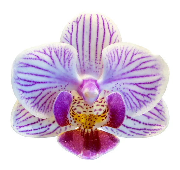 花的颜色是紫色 白色和黄色 兰花一种兰花属的兰花孤立美丽植物的特写 — 图库照片