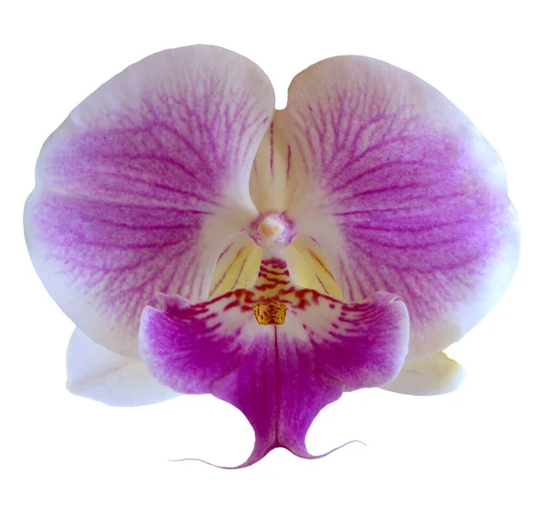 花的颜色是紫色 白色和黄色 兰花一种兰花属的兰花孤立美丽植物的特写 — 图库照片