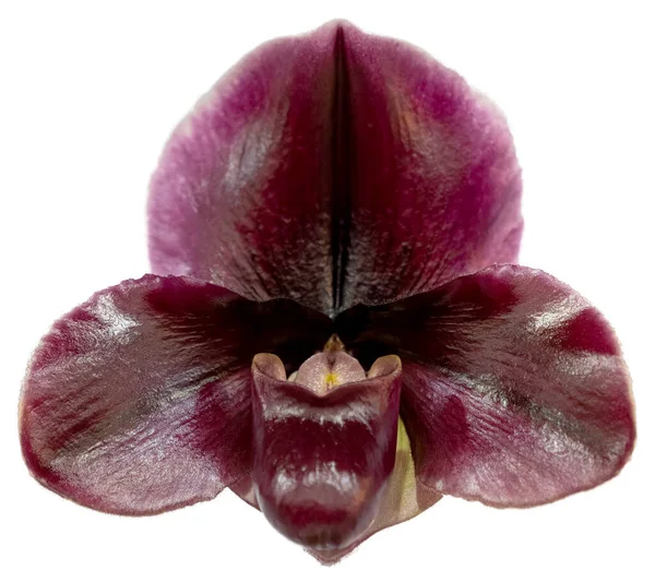 Cores Flor São Vermelho Roxo Preto Uma Orquídea Gênero Paphiopedilum — Fotografia de Stock