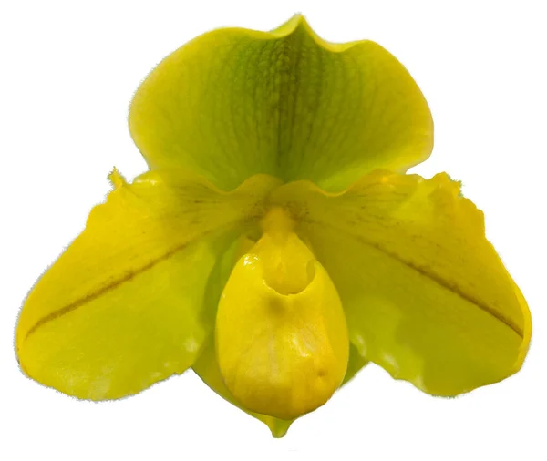Los Colores Las Flores Son Amarillo Verde Marrón Orquídea Del — Foto de Stock