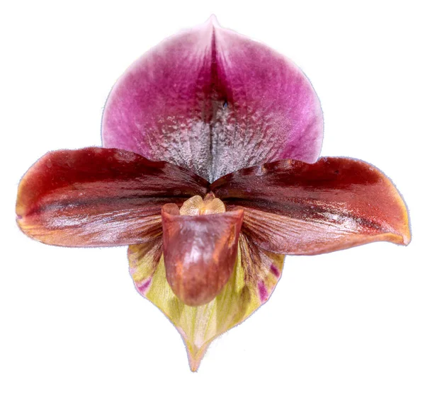 花的颜色是紫色 褐色和黄色 番木瓜属的兰花 孤立美丽植物的特写 — 图库照片