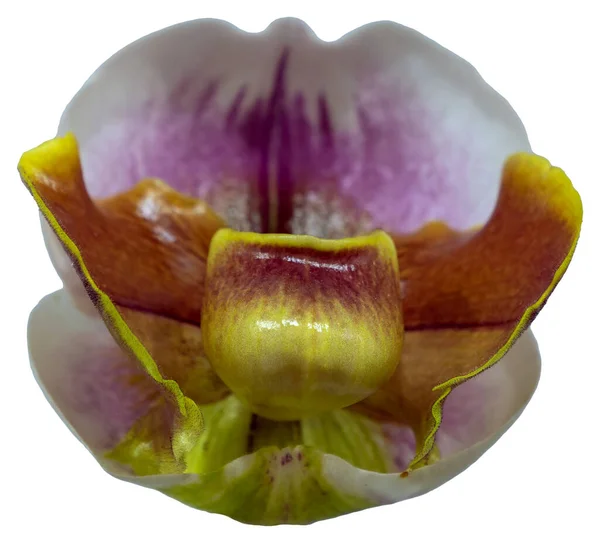 花的颜色是褐色 黄色和白色 一种番石榴属的兰花 孤立美丽植物的特写 — 图库照片