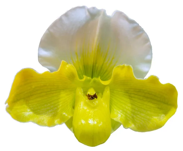 花的颜色是绿色 白色和黄色 一种番石榴属的兰花 孤立美丽植物的特写 — 图库照片