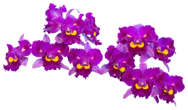 Çiçek Renkleri Pembe Sarı Mordur Cattleya Cinsinden Bir Orkide Zole — Stok fotoğraf
