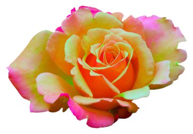 Gül yapraklarının rengi sarı, pembe ve yeşildir. Claude Monet. Güzel çiçeklerin çiçek açması izole olur. Bilgisayar tarafından görsel olarak yaratıldı..