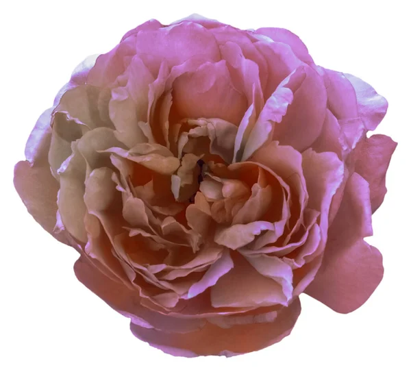 Suchý Vzhled Růžových Růží Vytvářet Uměle Sušené Květiny Krásný Květ — Stock fotografie