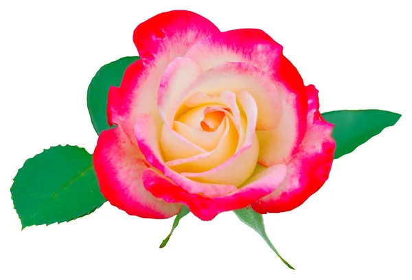 Květní Lístky Růží Mají Červenou Žlutou Barvu Jubile Prince Monaco — Stock fotografie