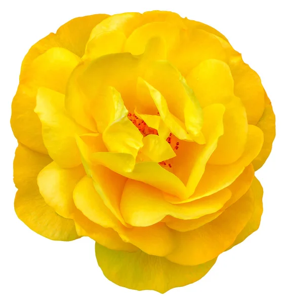 Gül Yapraklarının Rengi Sarıdır Julia Child Güzel Çiçek Issız Bir — Stok fotoğraf