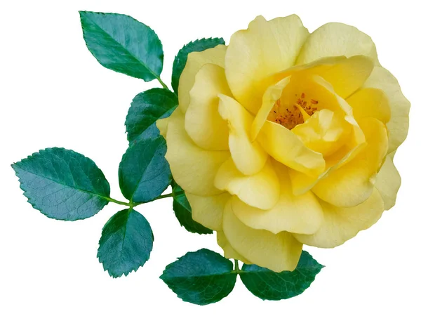 Gül Yapraklarının Rengi Sarıdır Julia Child Güzel Çiçek Açar Yeşil — Stok fotoğraf