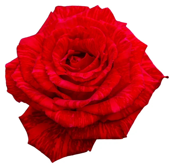 Gül Yapraklarının Rengi Kırmızı Siyah Dokulardır Kırmızı Önsezi Güzel Çiçek — Stok fotoğraf