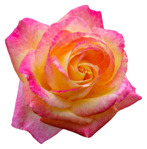 Květní Lístky Růží Mají Růžovou Žlutou Barvu Láska Mír Krásný — Stock fotografie