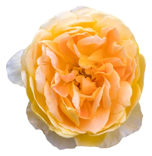 Barva Okvětních Lístků Růží Žlutá Bílá Charlotte Krásný Květ Izolován — Stock fotografie