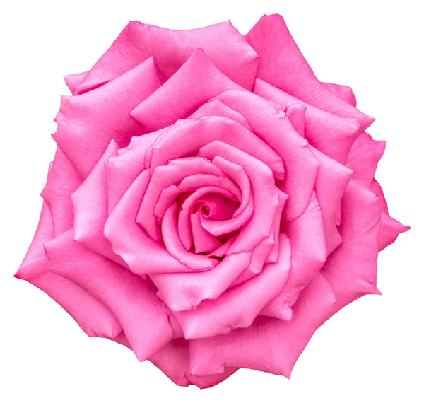 Barva Růžových Pupenů Které Budou Kvést Růžová Krásný Květ Izolován — Stock fotografie