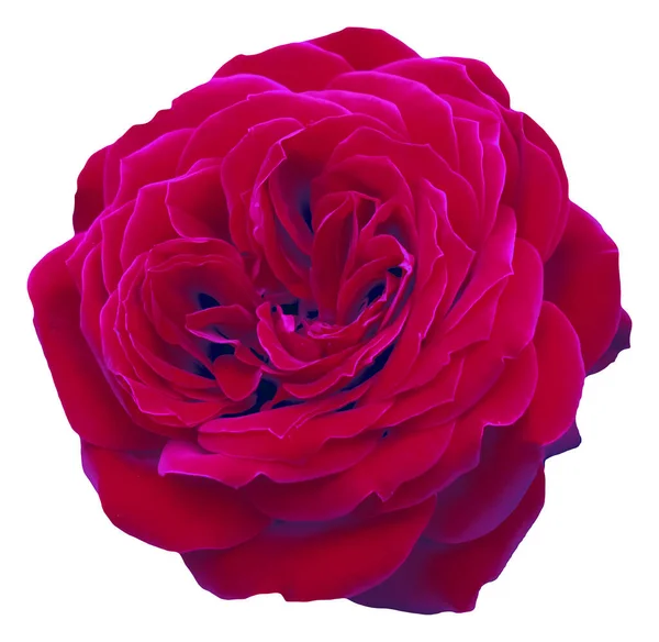 Χρώμα Των Τριαντάφυλλων Που Ανθίσουν Είναι Σκούρο Κόκκινο Όμορφη Άνθιση — Φωτογραφία Αρχείου
