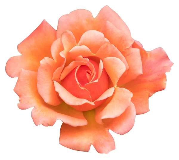 Barva Růžových Pupenů Které Budou Kvést Růžová Oranžová Krásný Květ — Stock fotografie