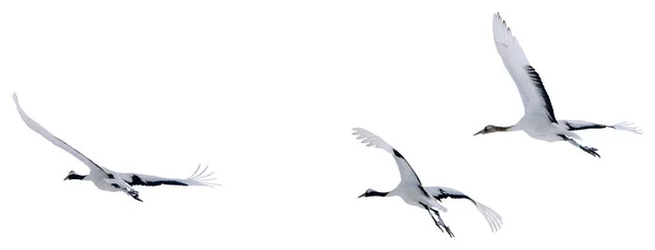 Jeřábi Rudou Korunou Vznášejí Obloze Fotografie Izolovaných Ptáků Hokkaido Japonsko — Stock fotografie