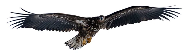 White Tailed Eagle Raises Its Wings Soars High Sky Photos — Stock Photo, Image