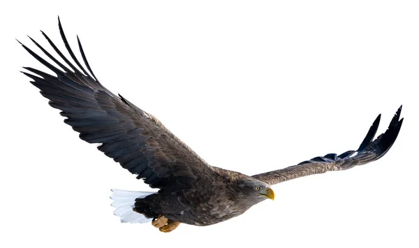 Orel Běloocasý Zvedá Křídla Vznáší Vysoko Obloze Fotografie Izolovaných Ptáků — Stock fotografie